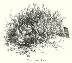 Austrália: The Bower-Bird (gravura) de English School