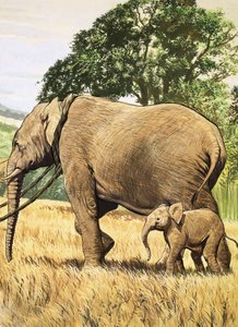 Bebê elefante e mãe