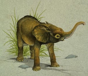 Elefante bébé de English School