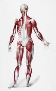 Parte de trás do corpo humano masculino mostrando músculos tendões e ossos, de Os vasos do corpo humano, editado por Jones Quain e William Wilson, publicado por Taylor e Watson, Londres em 1837 (cor litho de English School