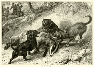 Badger Hunting (gravação) de English School