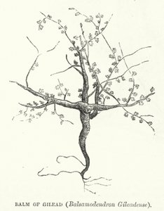 Bálsamo de Gilead, Balsamodendron Gileadense (gravura) de English School