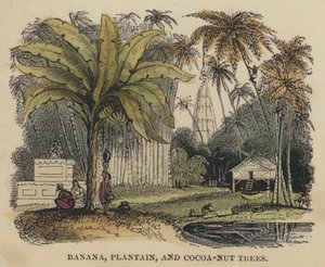 Banana, Plátano e Cocoa-Nut Trees (gravura colorida) de English School