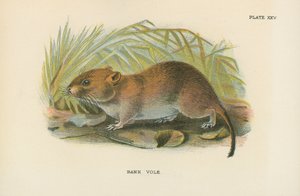 Banco Ratazana de English School