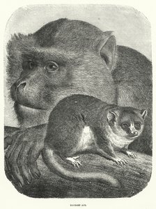 Barbary Ape (gravura) de English School
