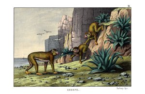 Macaco da Barbária de English School