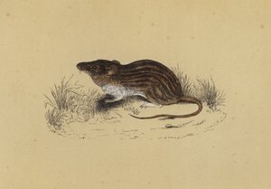 Rato Barbary Mouse (cor litho) de English School