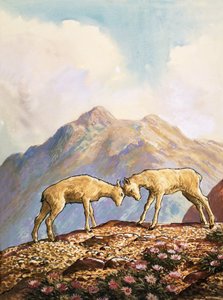 Ovelhas barbary de English School