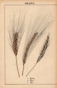 Cevada, luto e centeio, de "The Instructive Picturebook, or Lessons from the Vegetable World," [Charlotte Mary Yonge], Edimburgo de English School