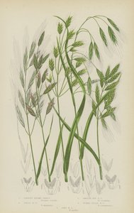 Erva de Brome estéril, erva de Brome grande, erva de Brome de centeio liso, erva de Brome de Tumid Field, erva de Brome macio (litografia a cores) de English School