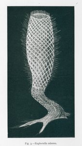Belezas da natureza: Euplectella Suberea (litografia) de English School