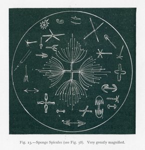 Belezas da natureza: Espículas de esponja (litografia) de English School