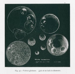 Belezas da natureza: Volvox Globator (litografia) de English School
