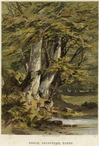 Faia, perto de Selborne, Hamsphire de English School