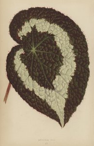 Begonia Rex de English School