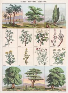 História Natural da Bíblia de English School