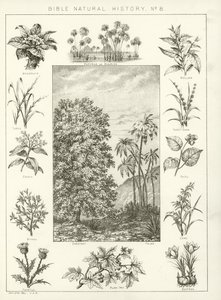História natural da Bíblia de English School