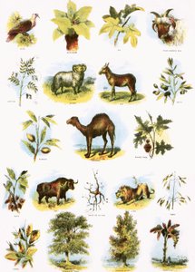 Ilustrações bíblicas de English School