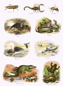 História natural bíblica de English School