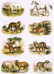 História natural bíblica de English School