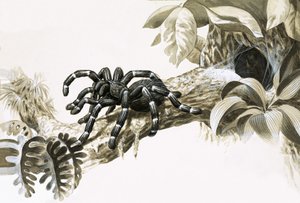 Aranha comedora de pássaros da Amazónia de English School