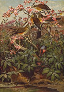 Aves (litografia a cores) de English School