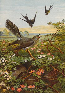 Aves (litografia a cores) de English School