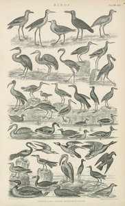 Aves (gravura) de English School