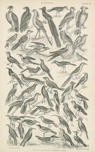 Aves (gravura) de English School