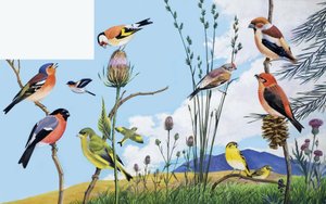 Aves de English School