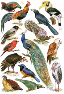 Aves de English School