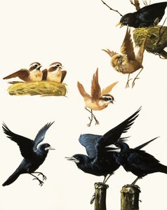 Montagem de pássaros de English School