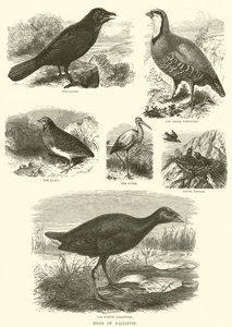 Aves da Palestina (gravura) de English School