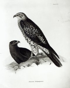 Birds of Prey, prato 2 de "A Zoologia da Viagem do HMS Beagle, 1832-36" por Charles Darwin de English School