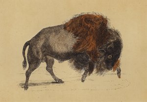 Bisonte (litografia a cores) de English School
