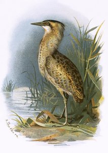 Garça