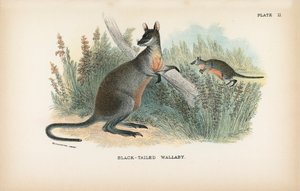 Wallaby de cauda negra de English School