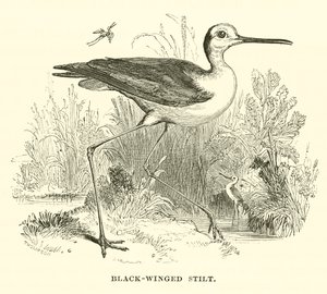 Pernilongo (gravura) de English School