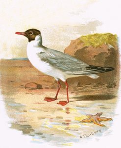 Gaivota-de-cabeça-preta
