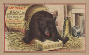 Urso Preto (cor litho) de English School