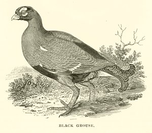 Black Grouse (gravura) de English School