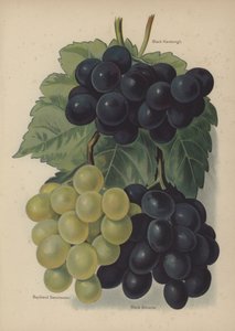 Hamburgh Preto, Buckland Sweetwater, Preto Alicante de English School