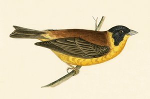 Black Headed Bunting, ilustração de "Uma História das Aves da Europa Não Observadas nas Ilhas Britânicas", de Charles Robert Bree (1811-1886), publicada em 1867
