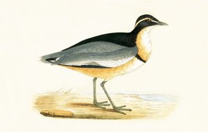 Tarambola de cabeça preta, ilustração de &39;Uma história das aves da Europa não observada nas ilhas britânicas&39; por Charles Robert Bree (1811-1886), publicado em 1867