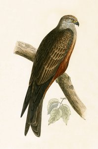 Papagaio Negro, ilustração de "Uma História das Aves da Europa Não Observadas nas Ilhas Britânicas", de Charles Robert Bree (1811-1886), publicado em 1867 de English School