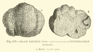 Trufa Preta (Tuber melanospermum); Um fungo subterrâneo de English School