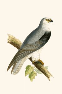 Papagaio-de-asa-preta, ilustração de "Uma história dos pássaros da Europa não observados nas ilhas britânicas", de Charles Robert Bree (1811-1886), publicada em 1867 de English School