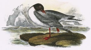 Gaivota de cabeça preta de English School