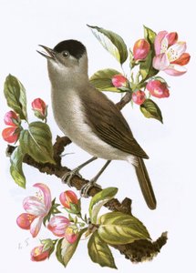 Toutinegra