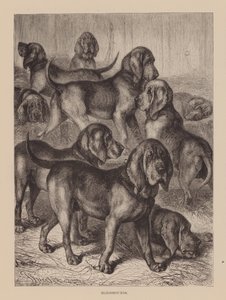 Cães de caça (gravura) de English School
